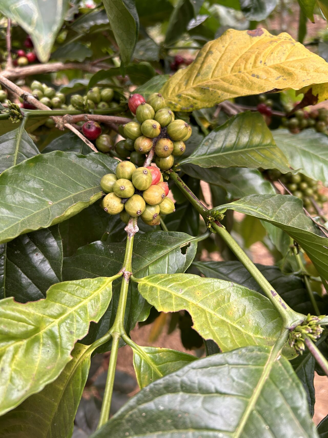 The Silent Killer: Coffee Wilt Disease and the Future of Coffee