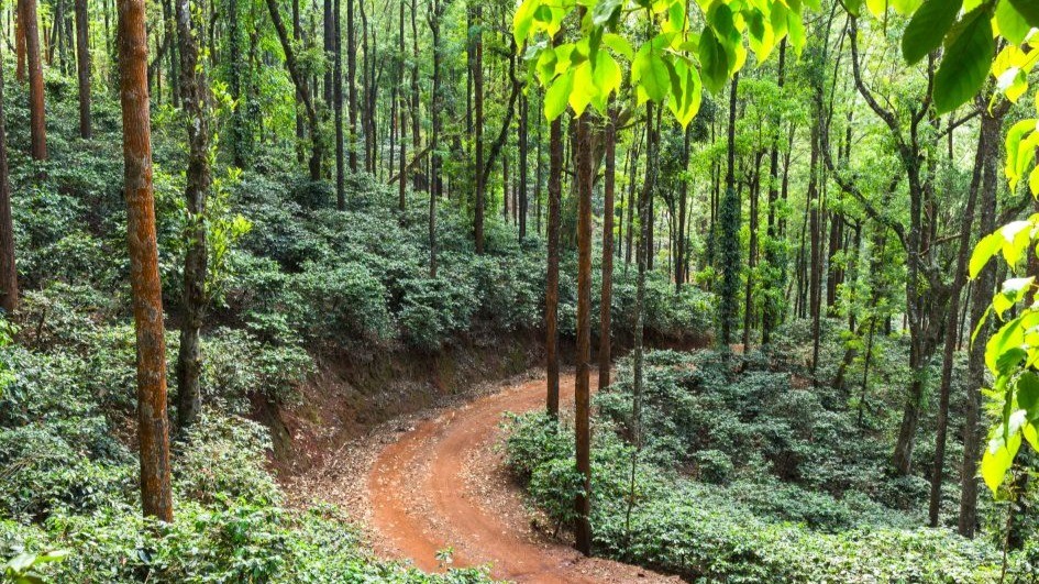 India – a sleeping giant discovers its thirst for coffee