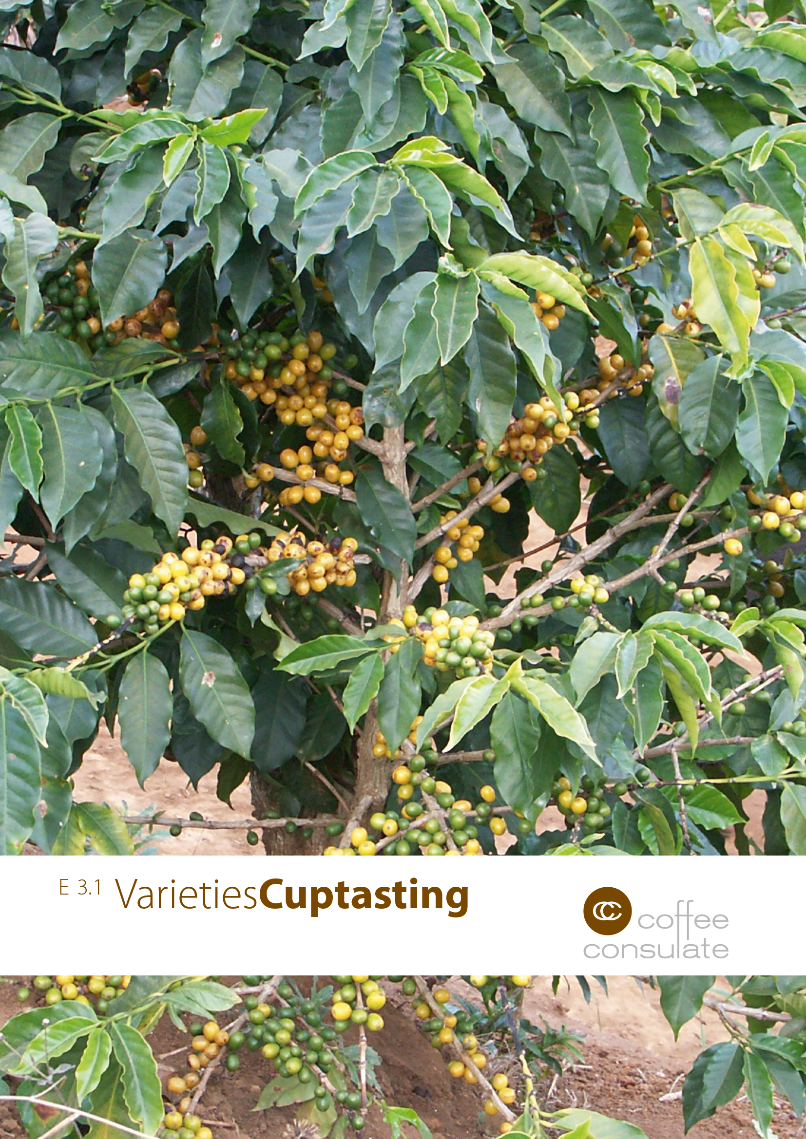 VarietiesCuptasting